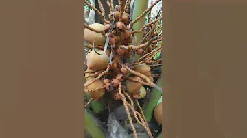 Wow Amazing Coconut Just 2 Years, Have A Lot Fruiting