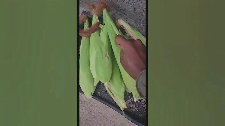 Harvesting a lot of corn#gardening #viral#trendingsa#homegardening#garden#satisfying