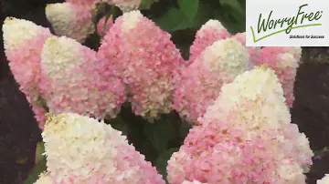 Гортензия метельчатая 'Bokropiav' PPAFWorryFree® Love-A-Lot™ Pink Эксклюзив 2024г.