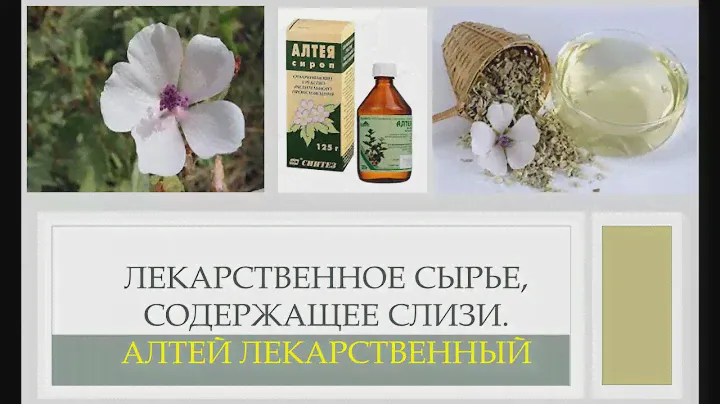 Лекарственное сырье, содержащее слизи. Алтей лекарственный