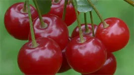 Вишня степная Флора саженцы