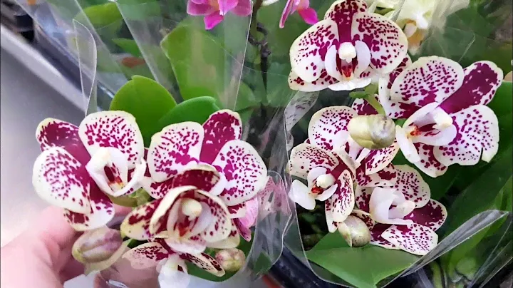 НОВЫЕ сорта ОРХИДЕИ мини и стандарт фаленопсис LEROY MERLIN ЛЕРУА МЕРЛЕН орхидея orchid phalaenopsis