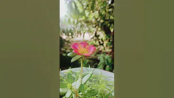 bloom lot of cuteness🌹🌹