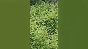 Farm residential lot for sale Lot area 1,674 to 2,191sqm. #farmlotforsale #donalynjimenezchannel