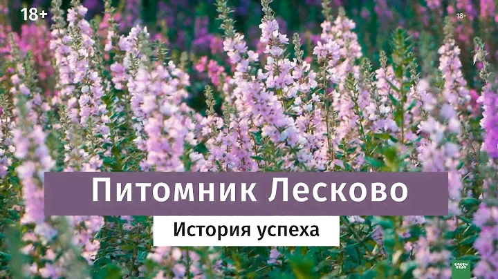Питомник Лесково. Как выращивают качественные растения.