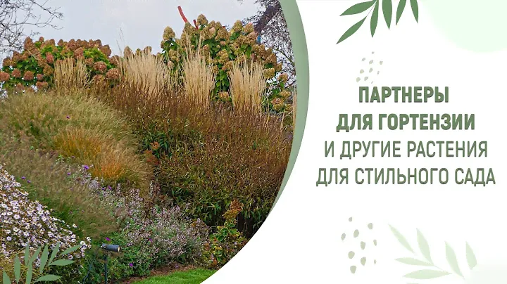 Партнеры для гортензии и другие растения для стильного сада
