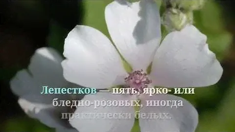 ‼️ Алтей от кашля ➡️ рецепты настоев и отваров